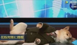 虎帅最新爆料新闻视频,最新爆料新闻视频深度解析